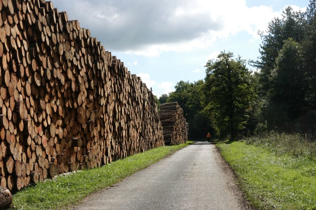 Dans la fôret du Chautay